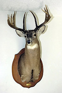 Big Deer Rack